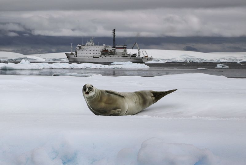 антарктика, antarctic, тюлень, seal Обитатели фото превью
