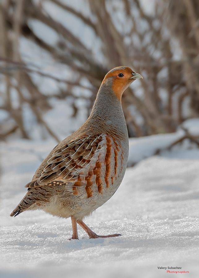 , Валерий Субачев