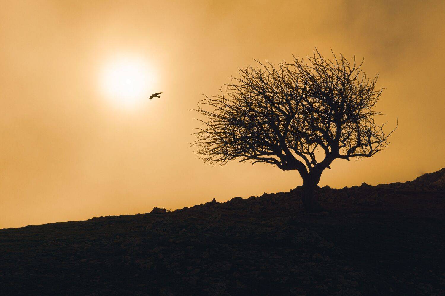 , Андрей Кривцов