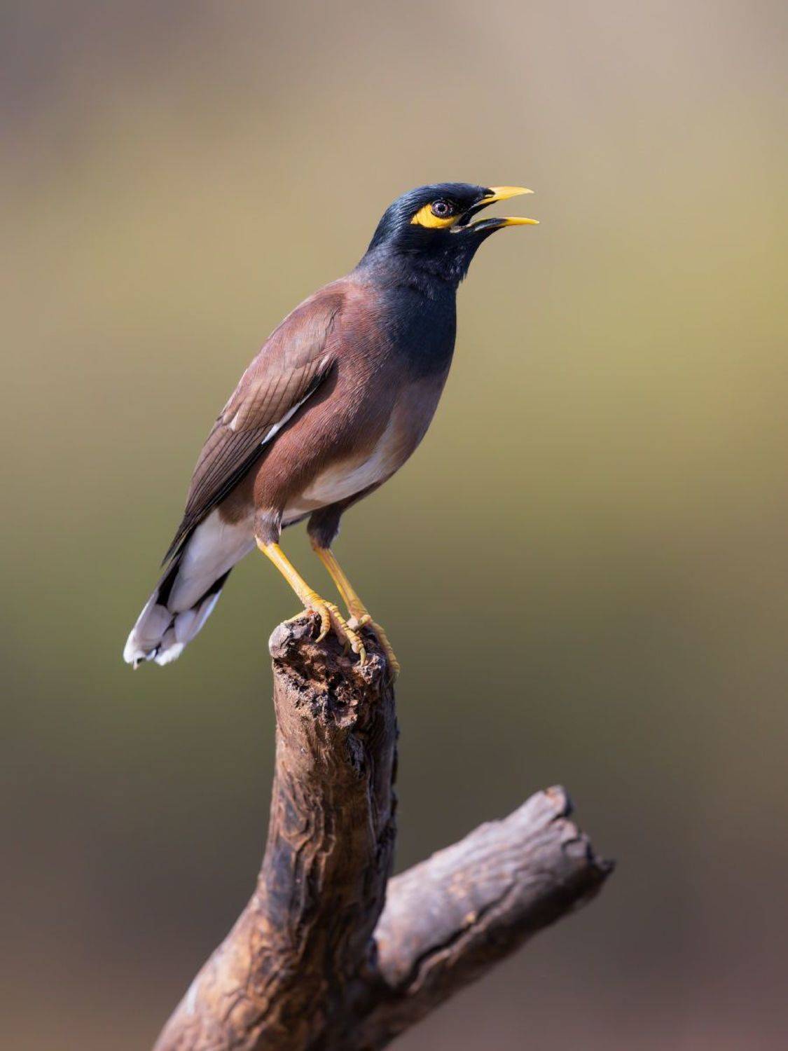 , Евгений Фруман