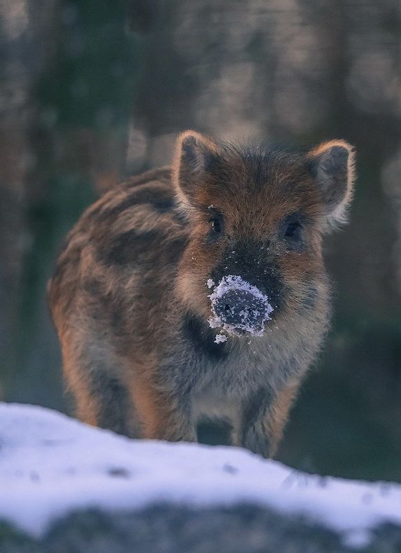 Пятачок фото превью