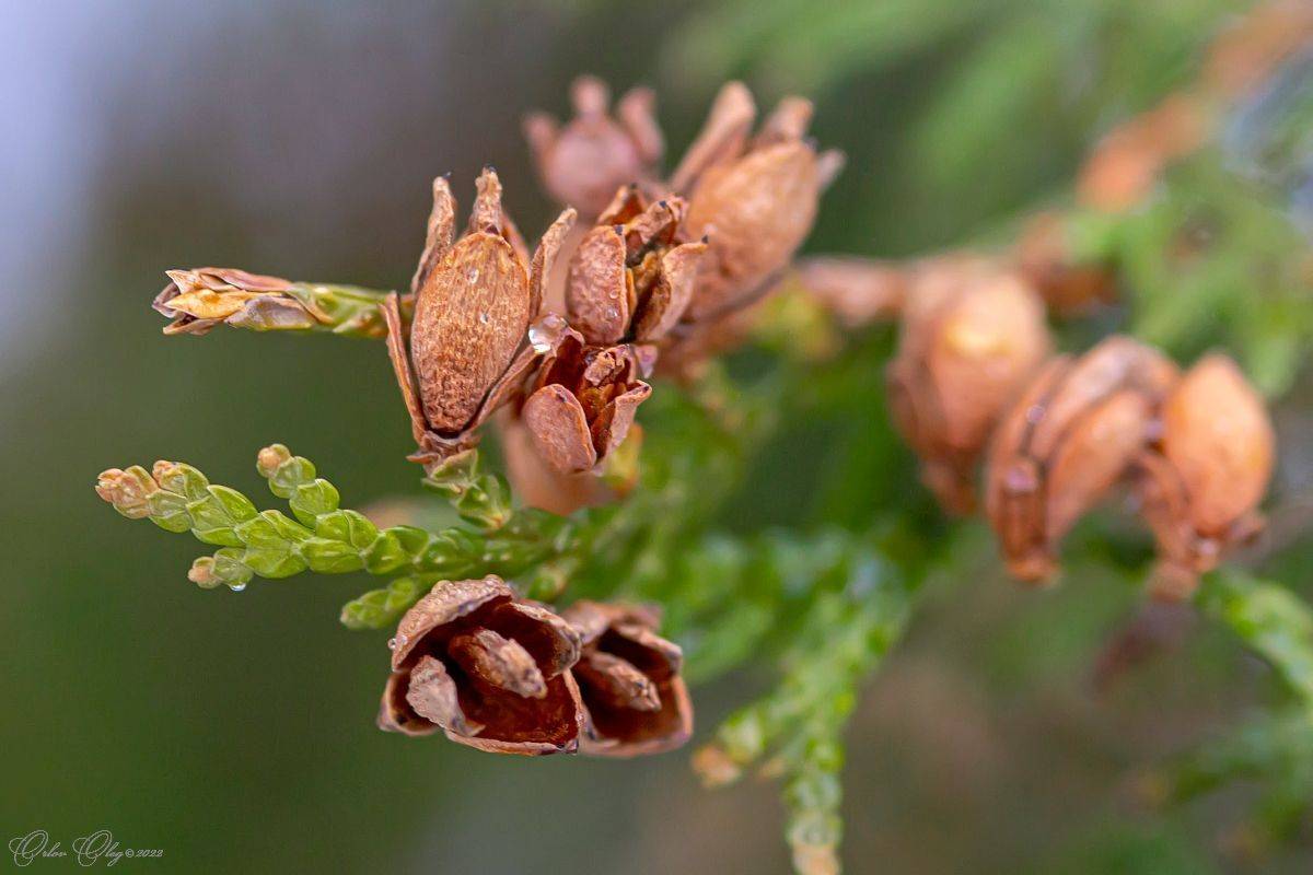 , Орлов Олег