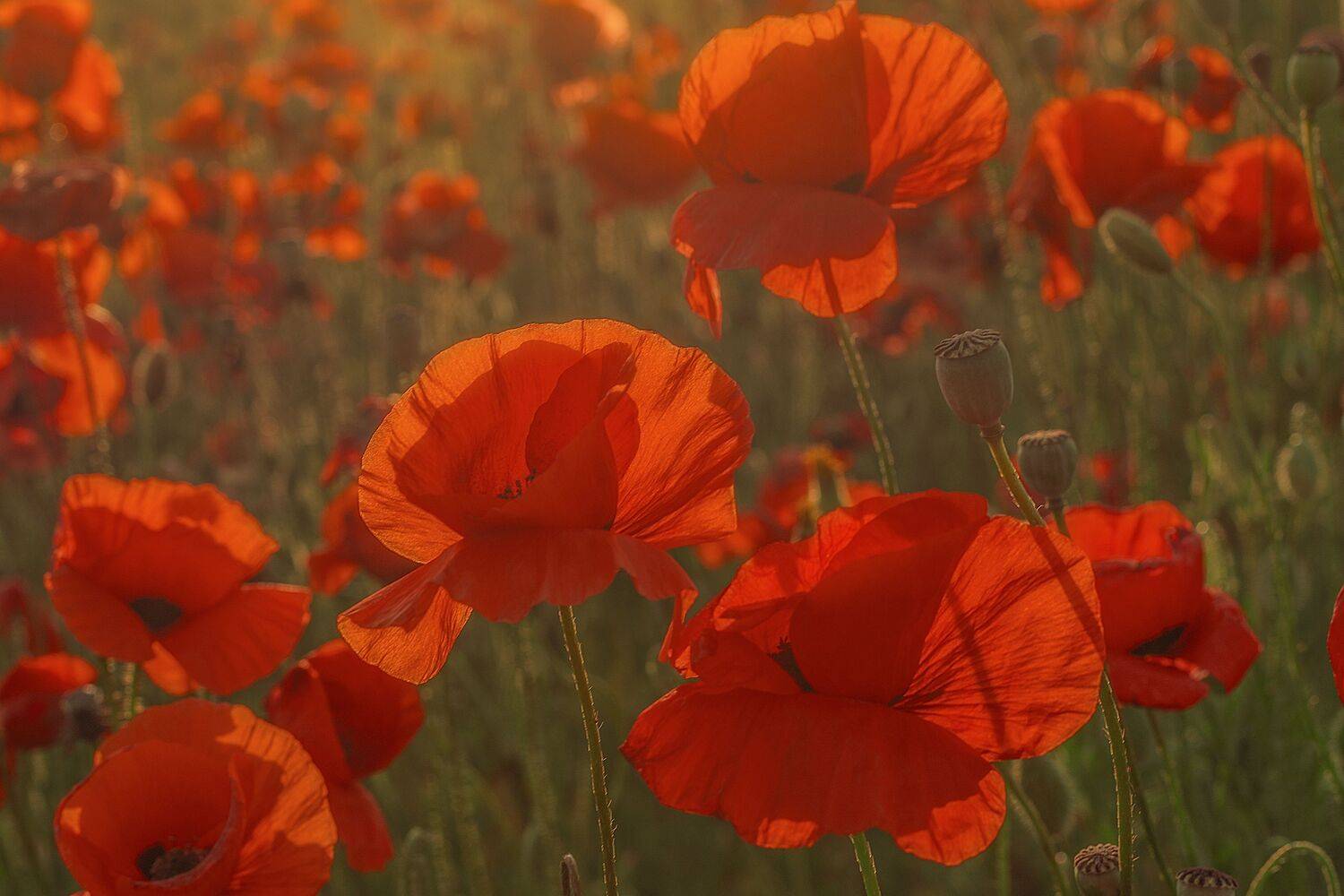 Крым, Гусева Елена