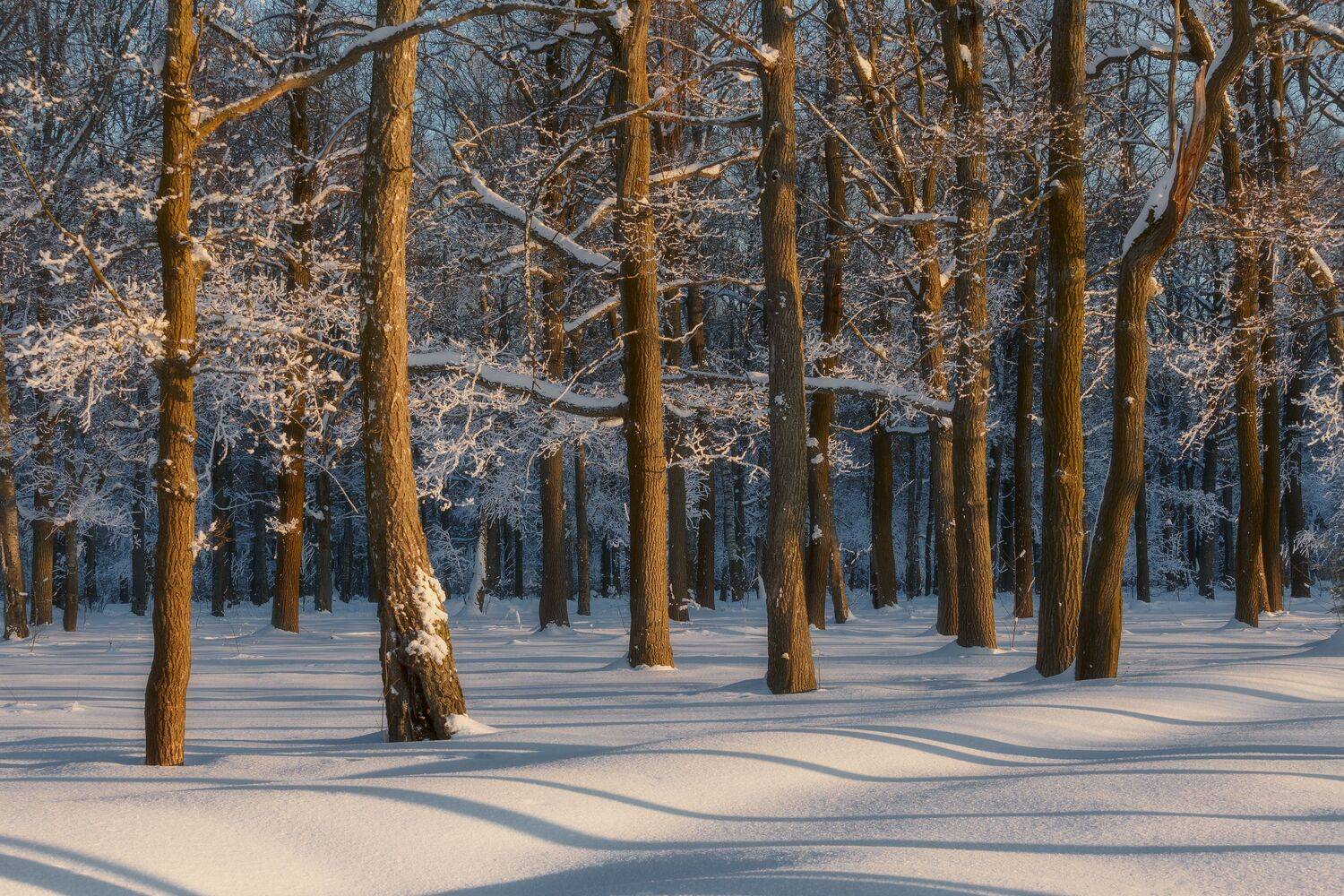 природа, зима, закат, Московская область, пейзаж, Мартыненко Дмитрий