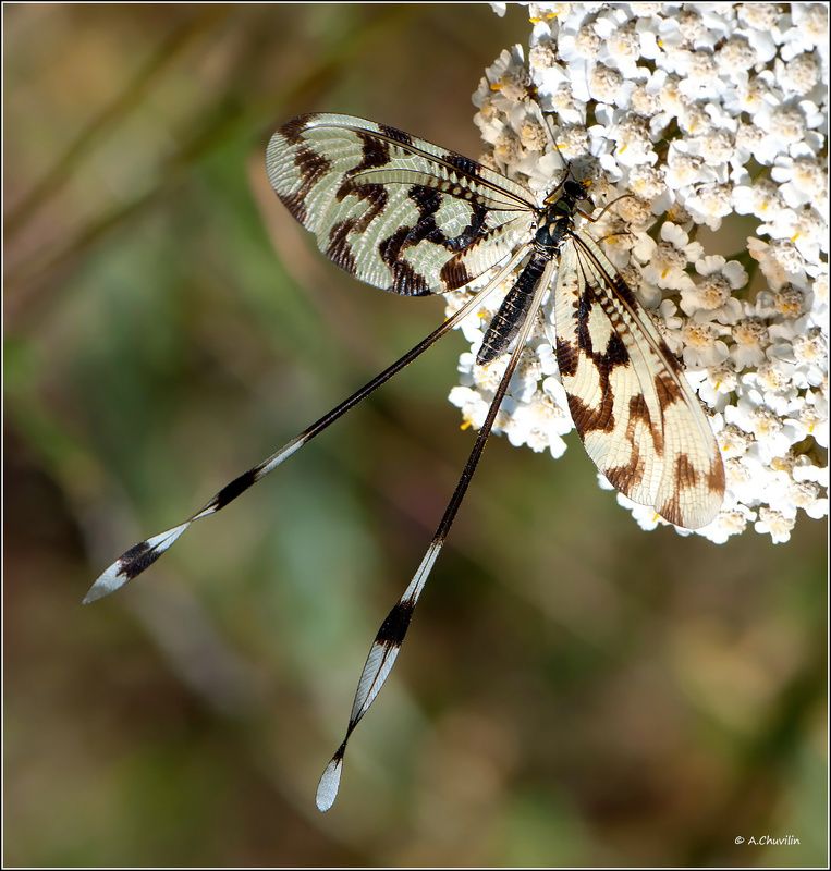 нитехвостка,nemoptera,sinuata,армения Нитехвостка фото превью