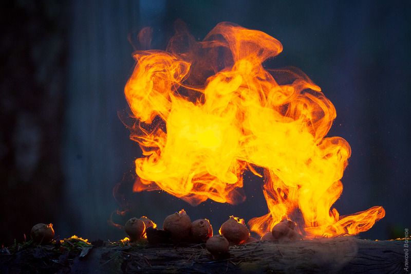 грибы, макро, осень Огненный ангел фото превью