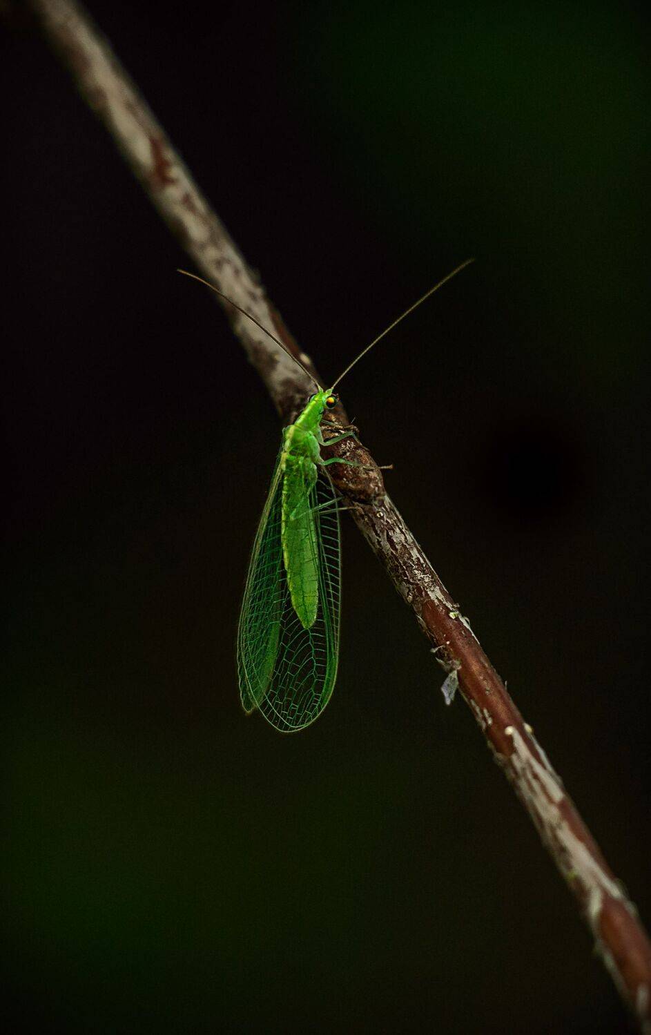 , Рут Андрей