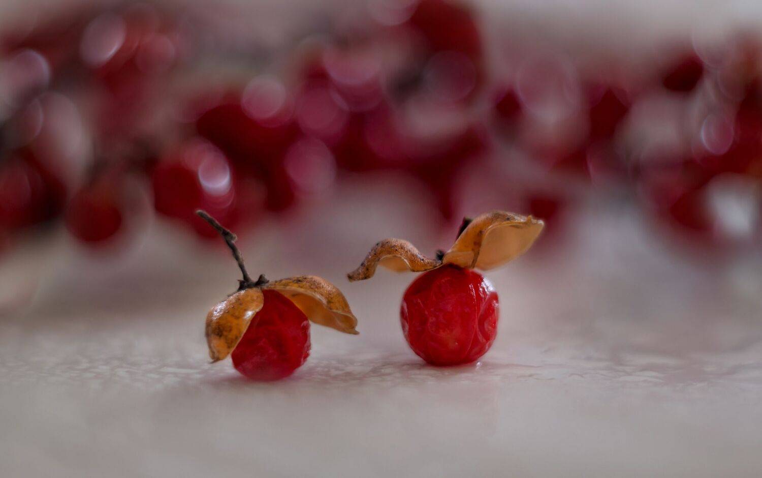 макро,природа,флора,ягоды,, Антонина Яновска