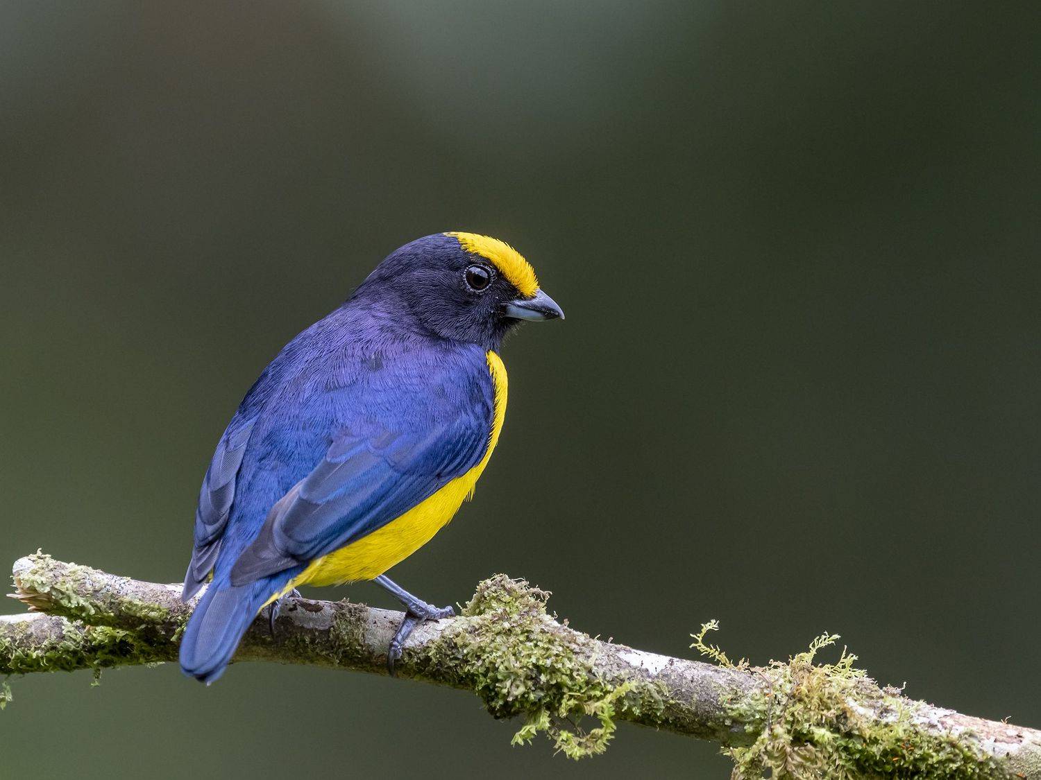 , Fernando Burgalin Sequeira