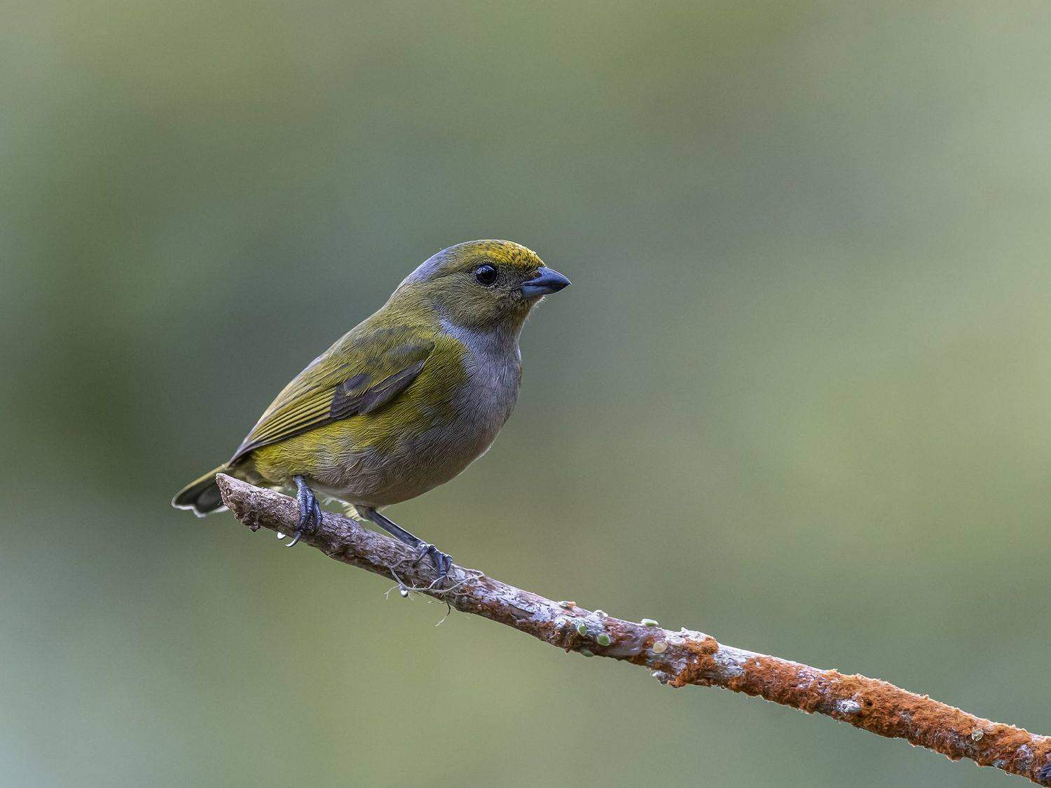 , Fernando Burgalin Sequeira