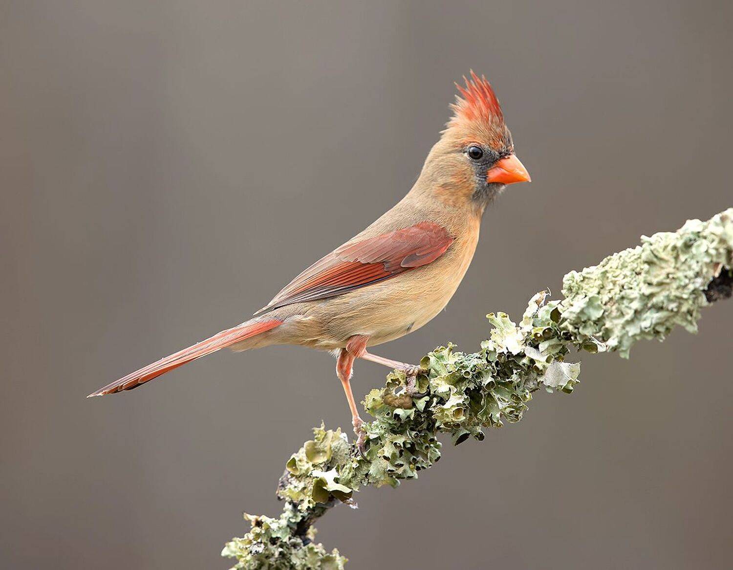 красный кардинал, northern cardinal, cardinal,кардинал, зима, Etkind Elizabeth