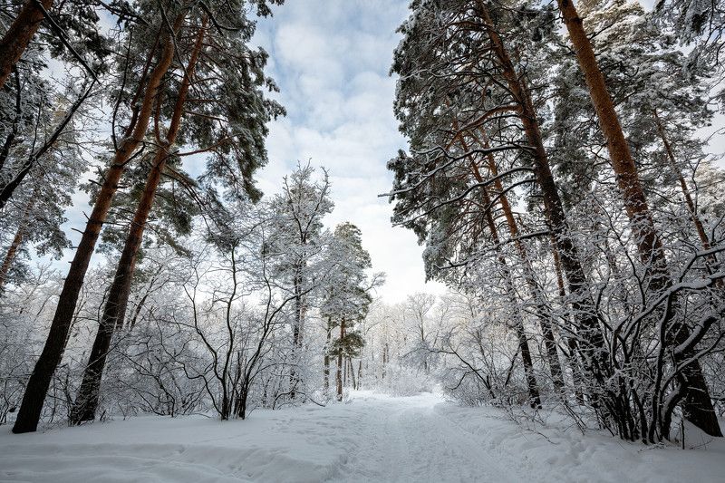 Февраль. Утро после снегопада. фото превью
