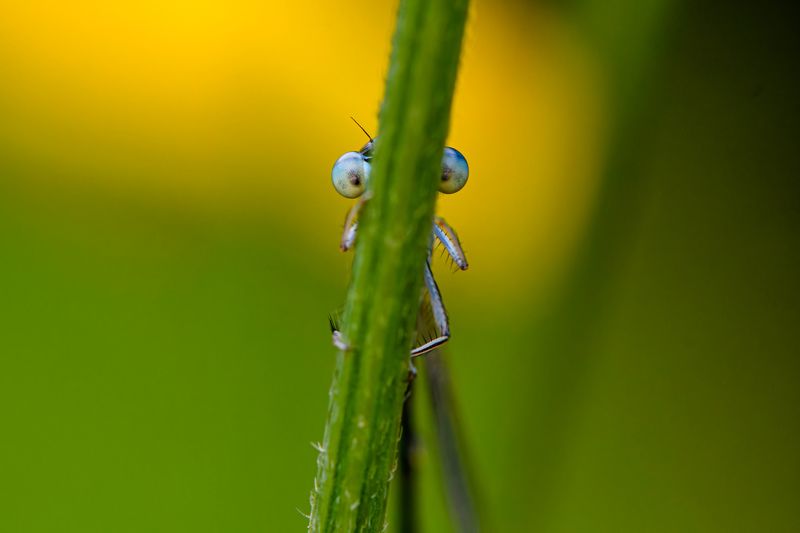 Who is here? Wet Damselfly фото превью