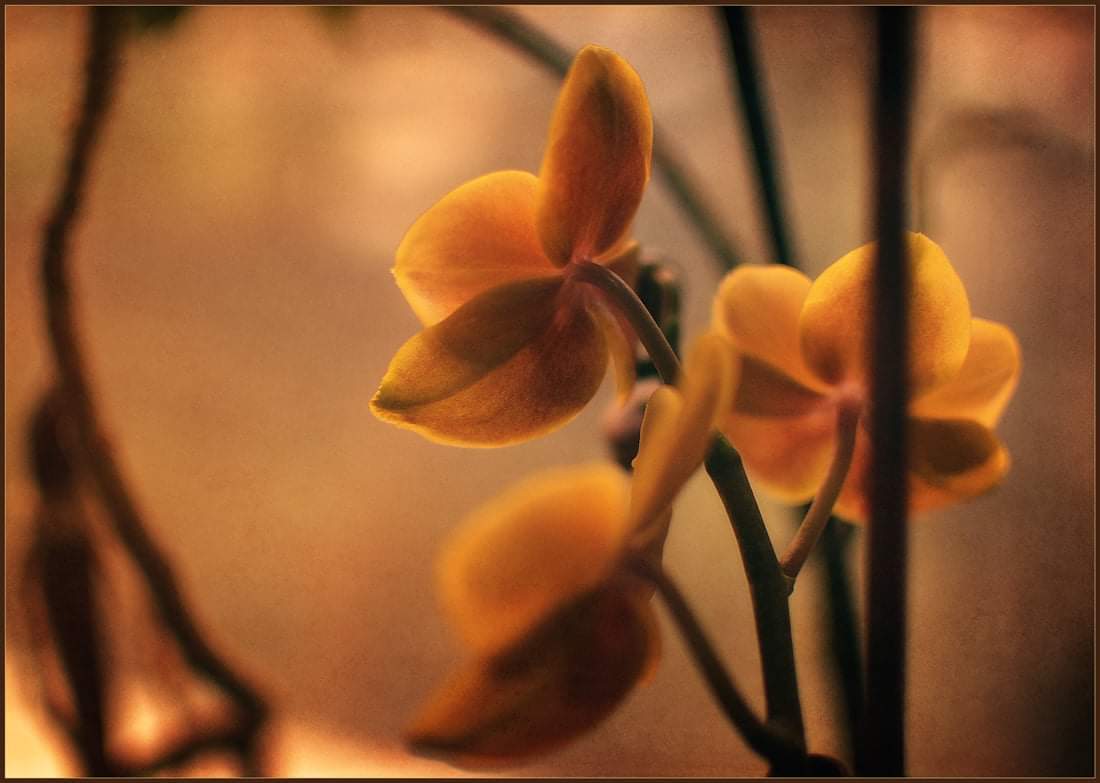 , Александр Хромеев