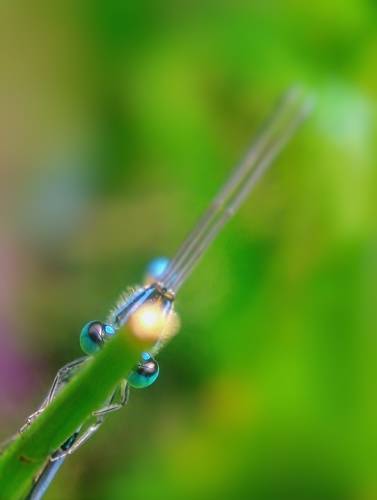 Damselfly