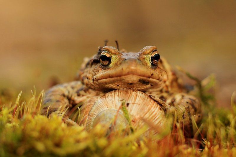*** фото превью