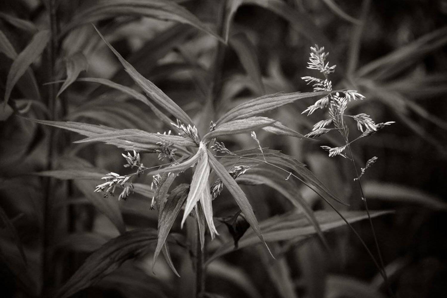 , Arnis Krūmiņ&scaron;