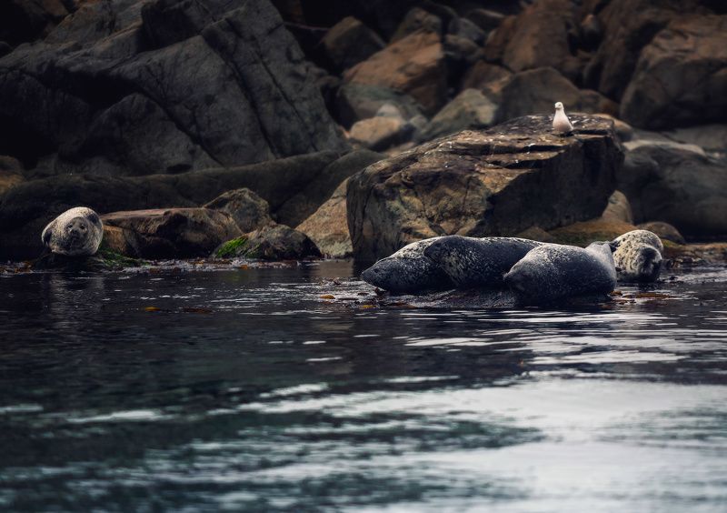 *** фото превью