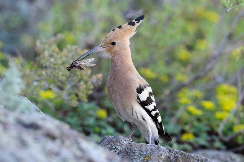 Виннету сын инчучуна фото превью
