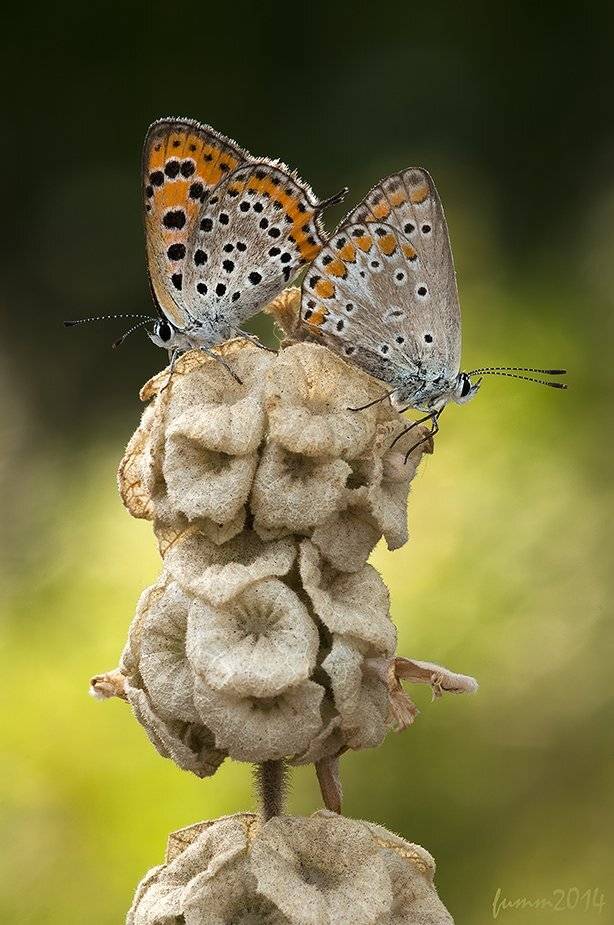 , Игорь ФУММ