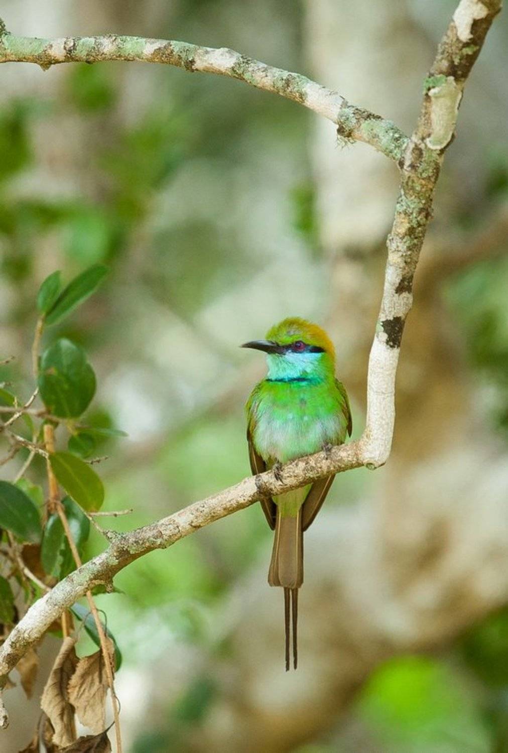 , Алексей Душка