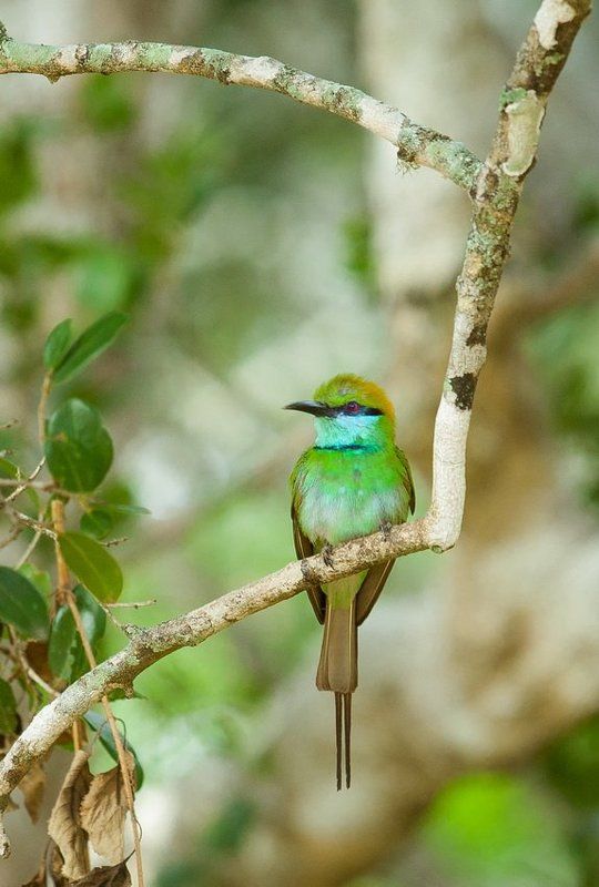 птаха фото превью