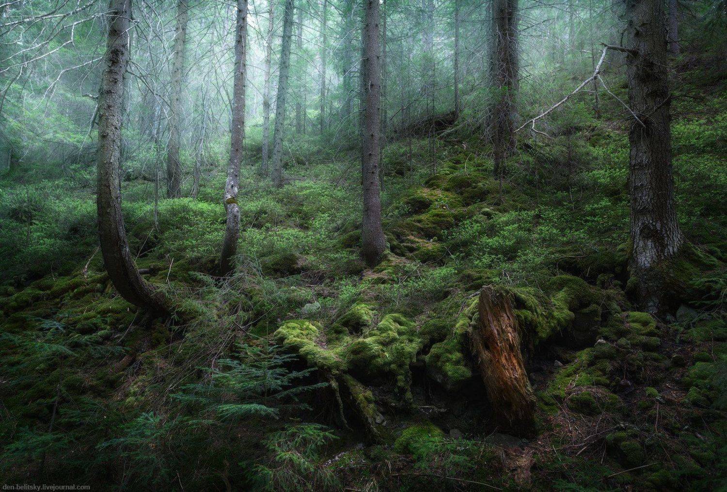 , Денис Белицкий