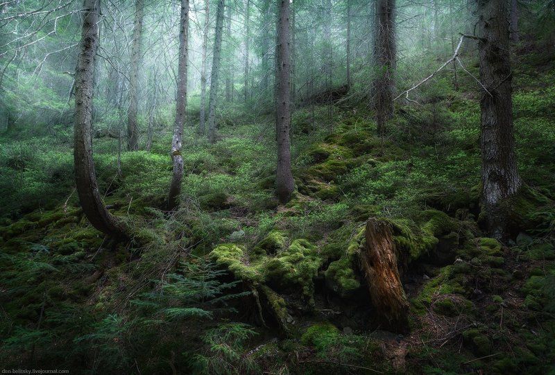 Карпатский лес фото превью