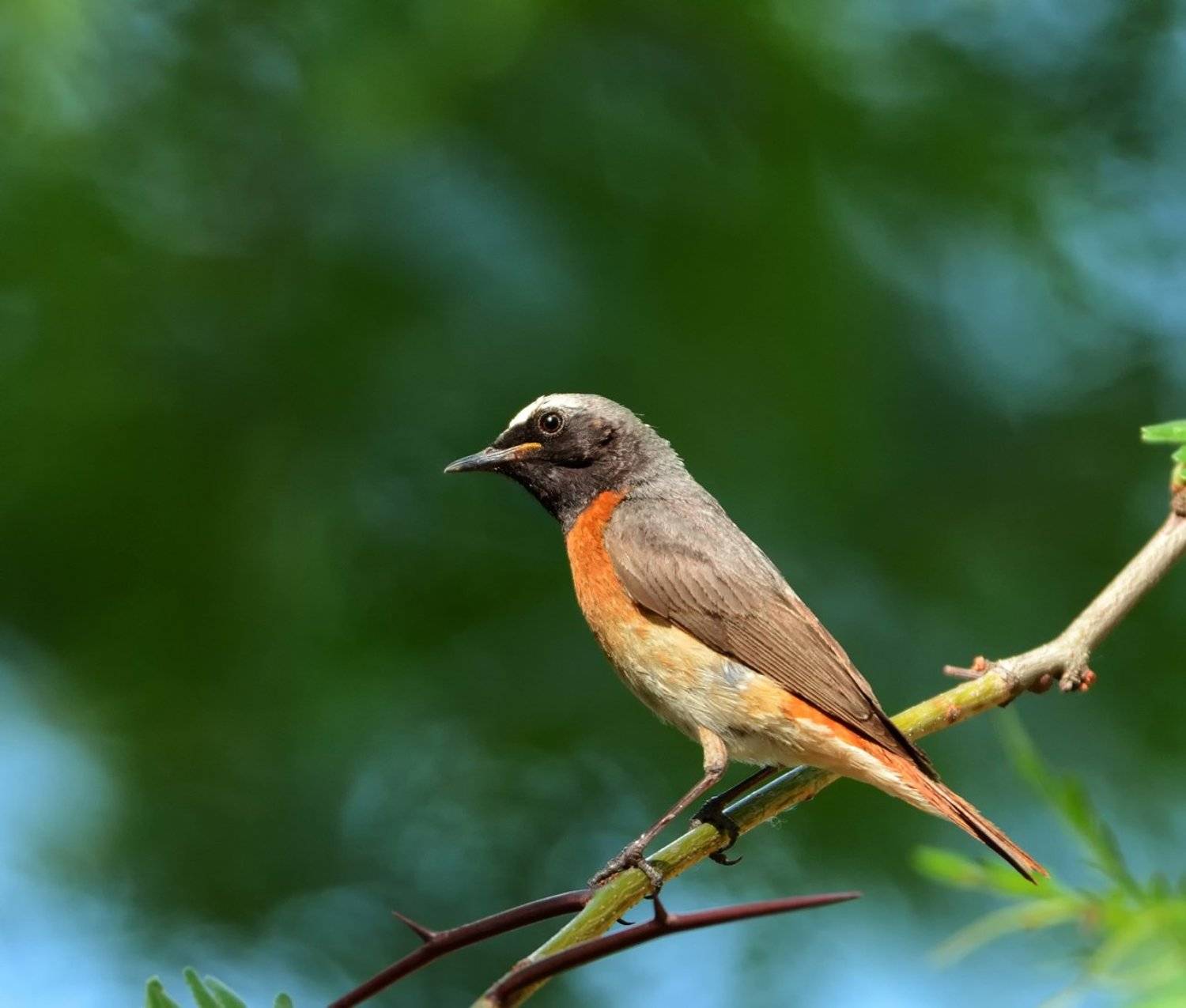 , Игорь Олейник