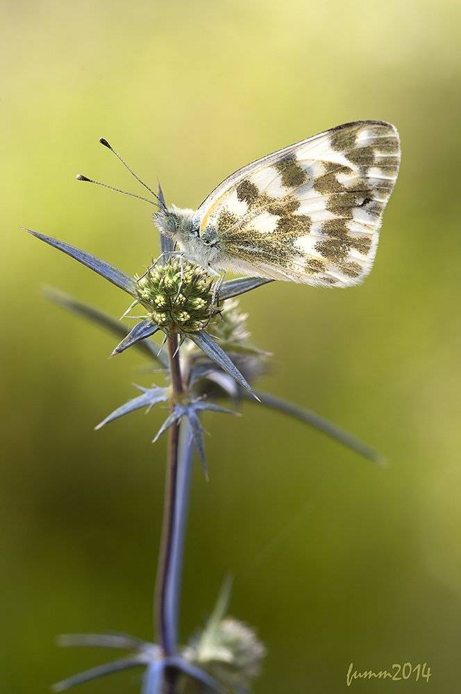 , Игорь ФУММ