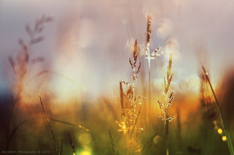 Celestial Summer V фото превью