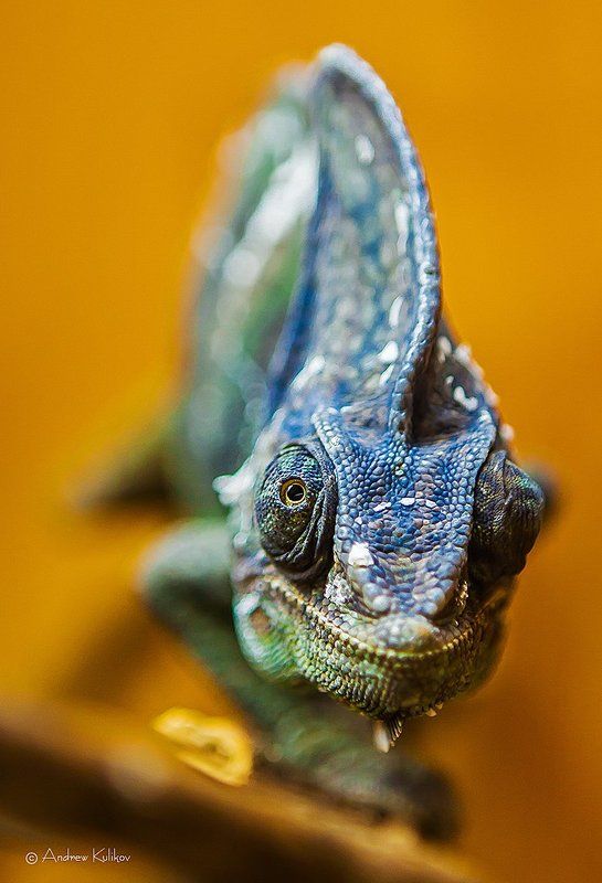 Взгляд, Глаз, Голова, Зеленый, Синий, Улыбка, Хамелеон Multicolor фото превью