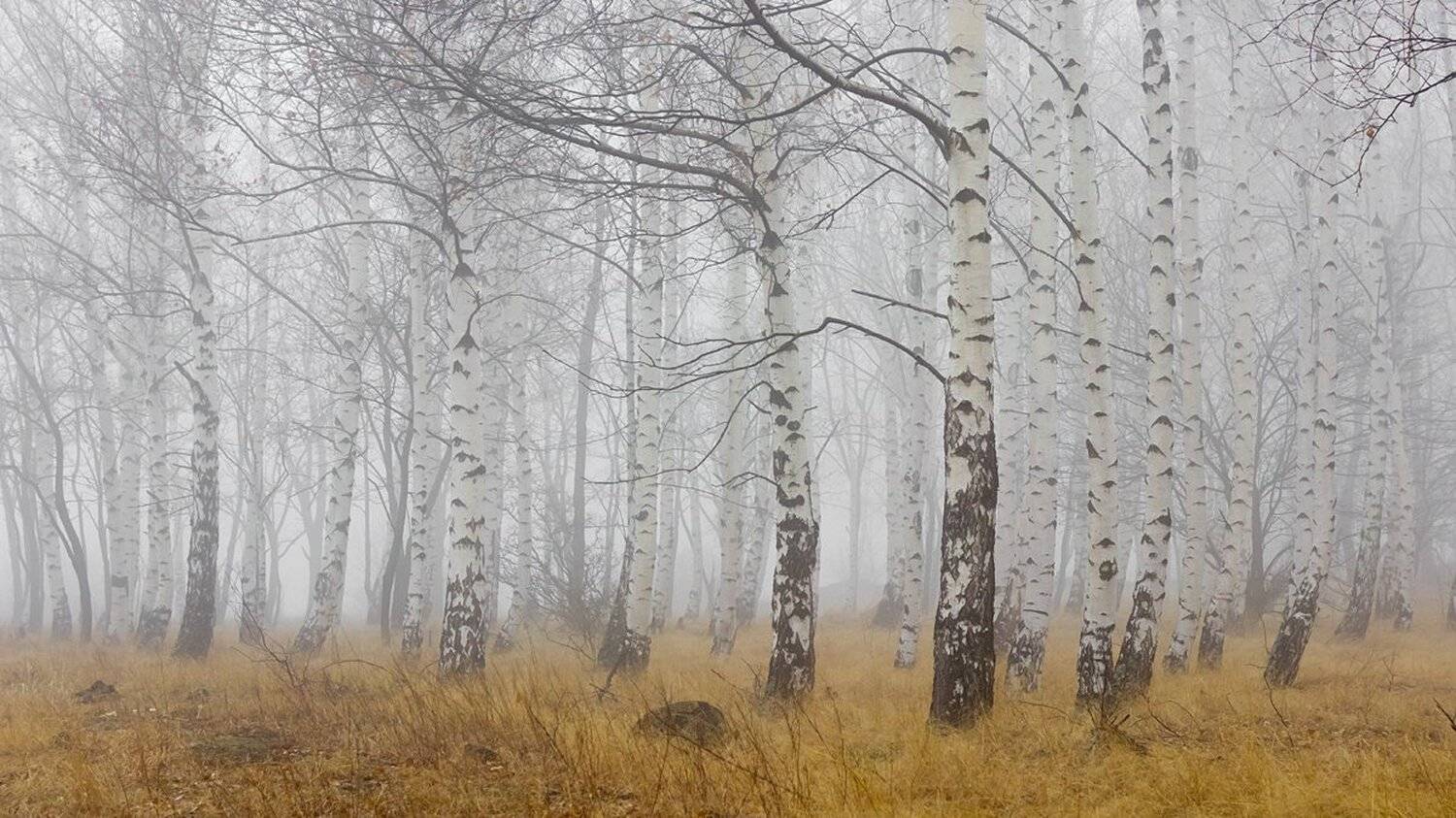 , Ирина Костова