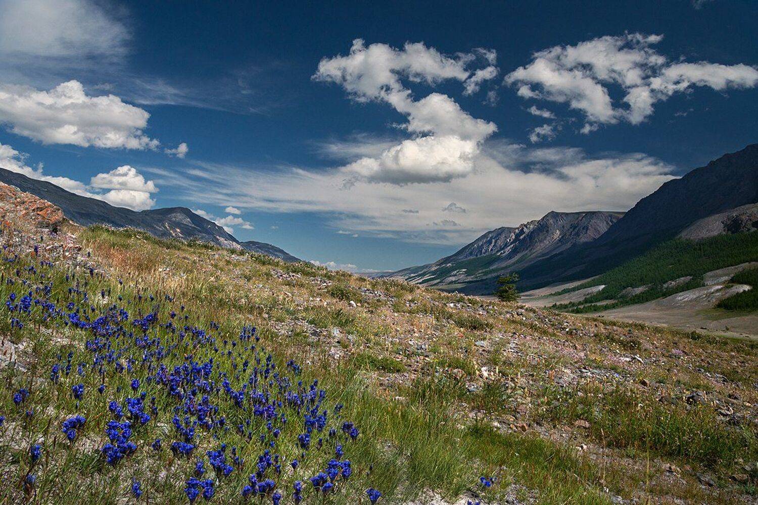 Алтай, Большой, Высокий, Голубой, Горы, Долина, Желтый, Камни, Красивый, Краски, Облака, Пейзаж, Природа, Россия, Сибирь, Синий, Склон, Хребет, Цветы, Дмитрий Антипов