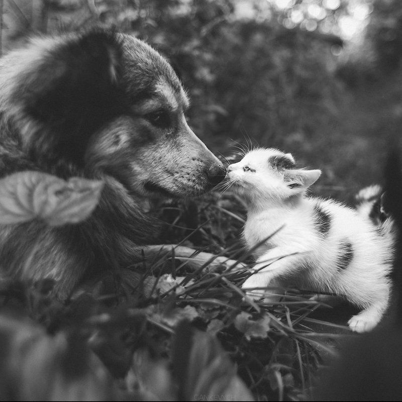 ___ фото превью