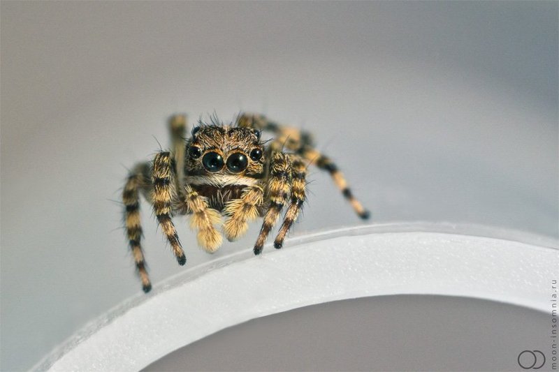 макро, паук, природа, mooninsomnia,скакун, паук-скакун,salticidae oOOo фото превью