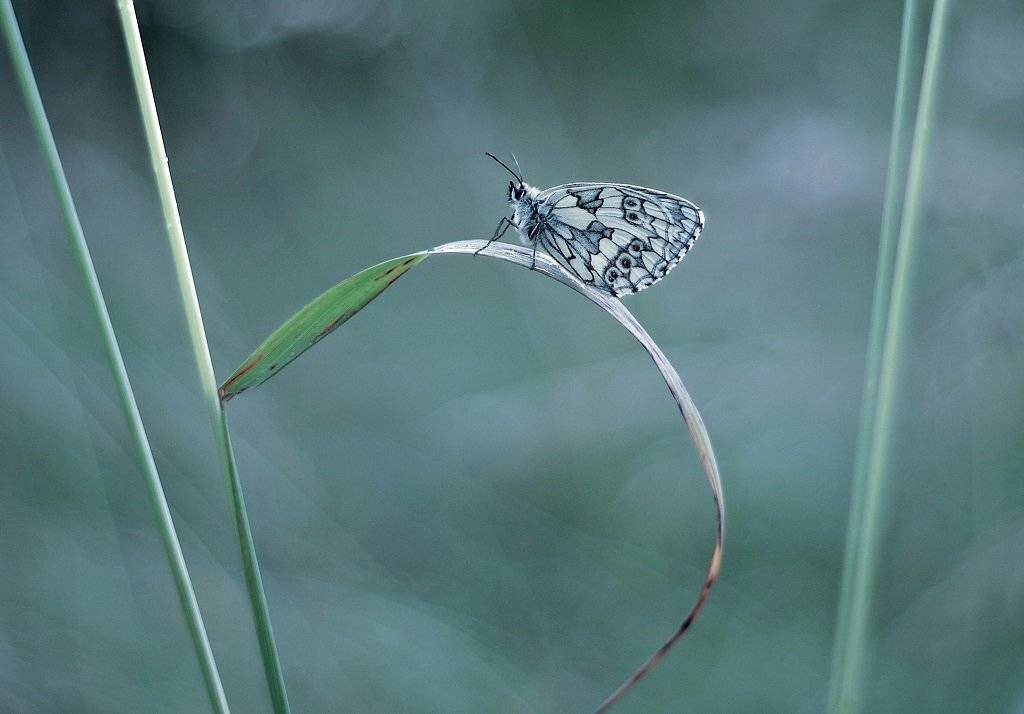 , Krzysztof Trojanowski