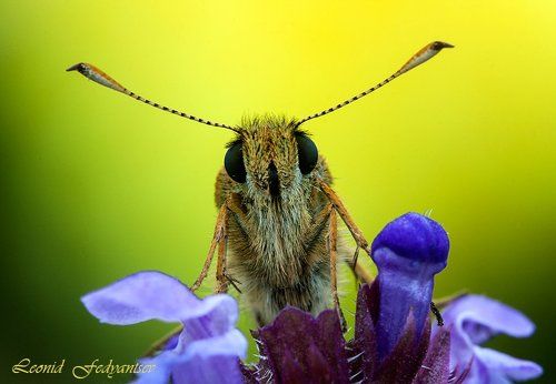 Портрет лесной толстоголовки