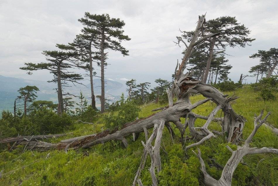 , Саша  Вайсберг / Waldschnepfe /
