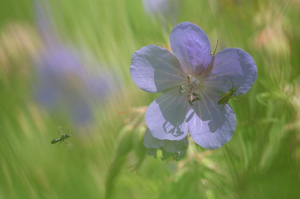 , Сергей Таланов