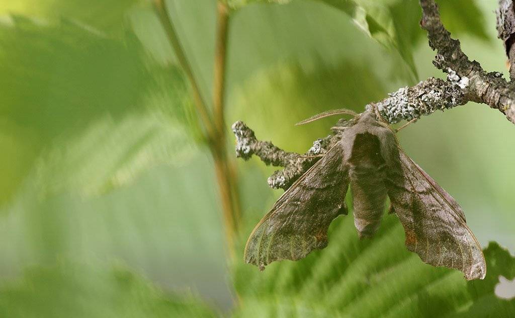 , Сергей Таланов