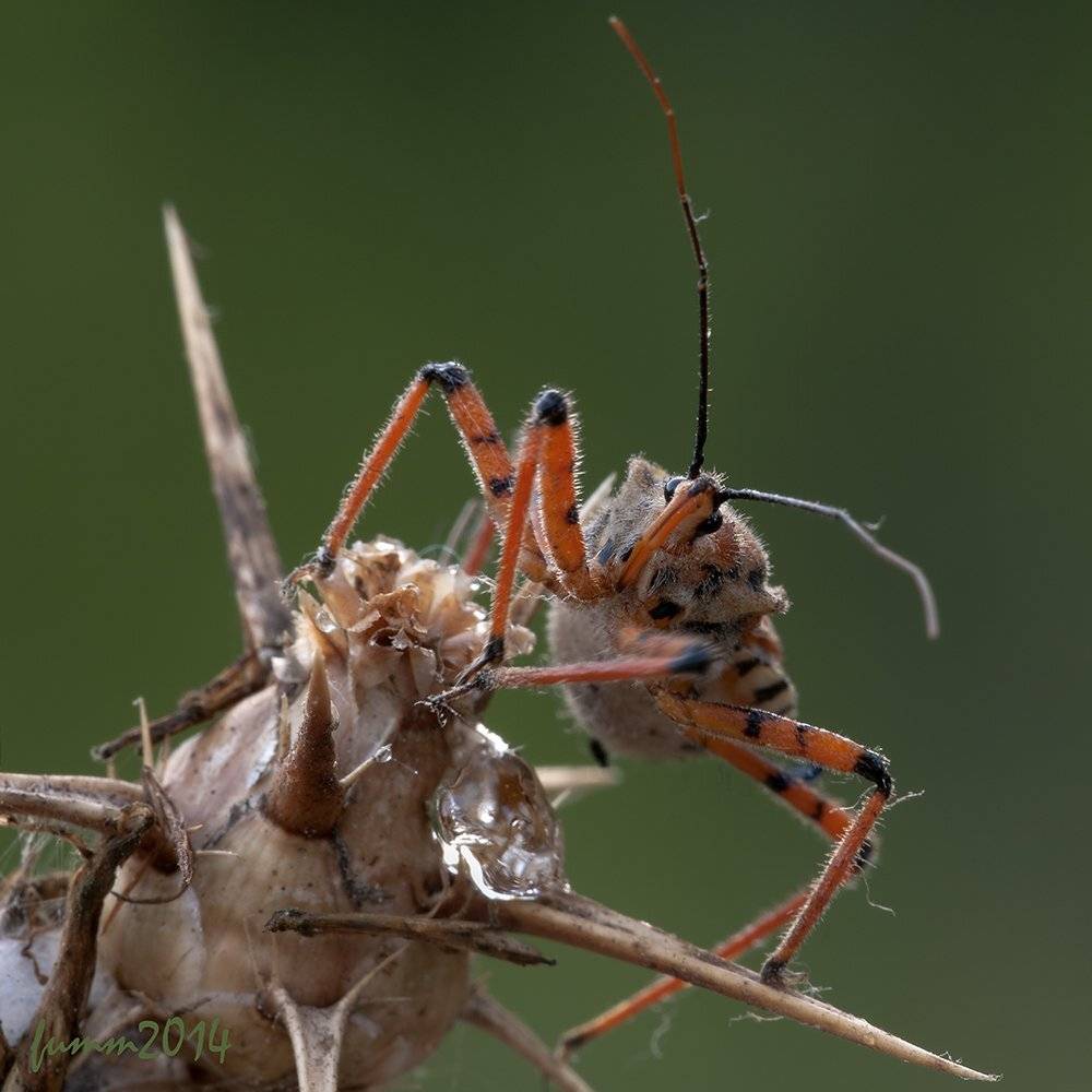 , Игорь ФУММ