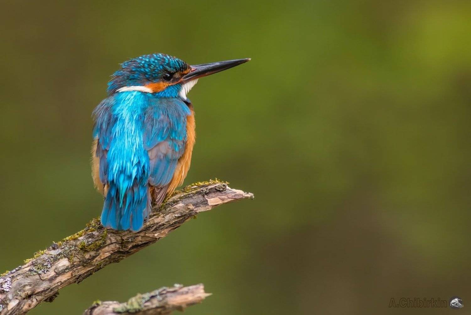 зимородок, зимородок на ветке, красивая птица, портрет зимородка, саров, фото, фотоохота, яркая птица, яркое оперение, Александр Чибиркин