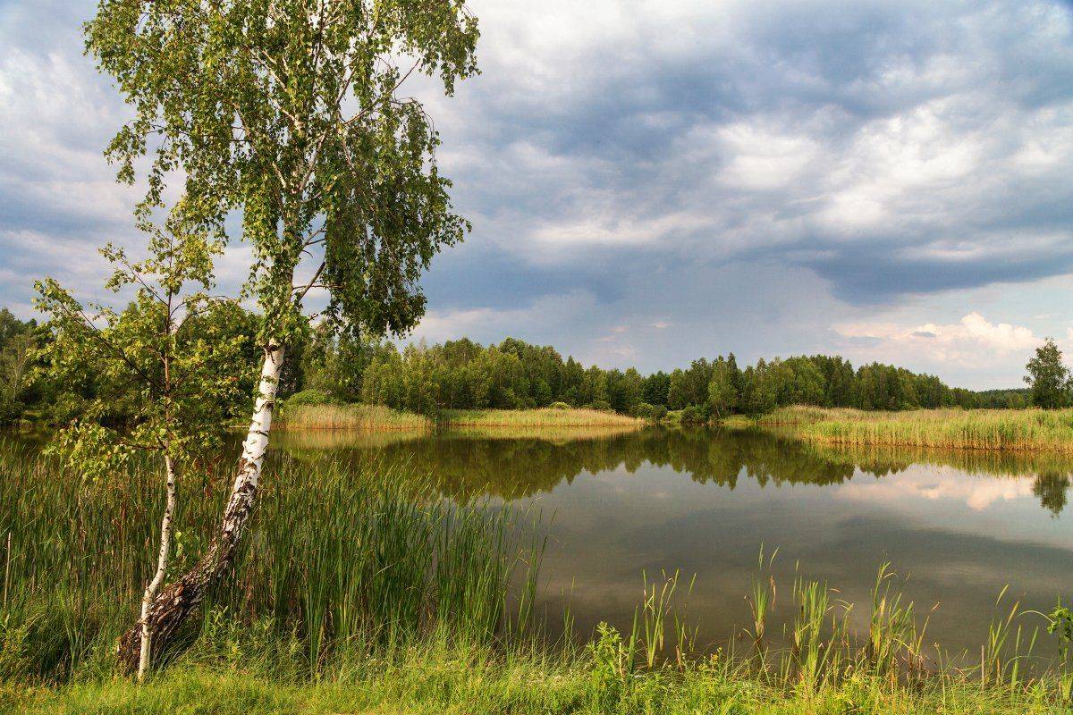 Береза, Небо, Озеро, Отражения, Пейзаж, Природа, Александр Удовиченко