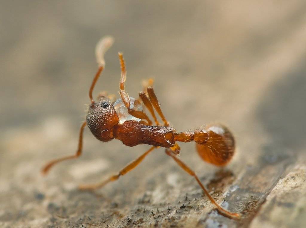 муравей, дождинка, Валерия Зверева