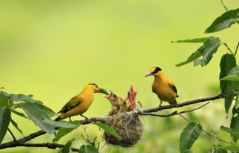 Family фото превью