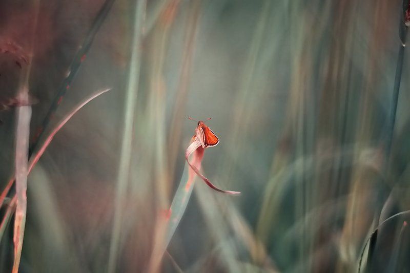 . фото превью