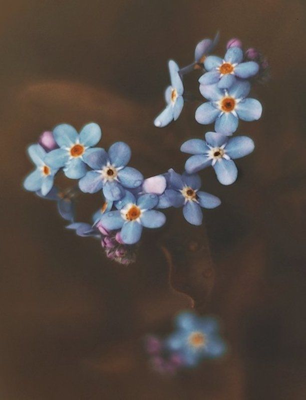 . фото превью