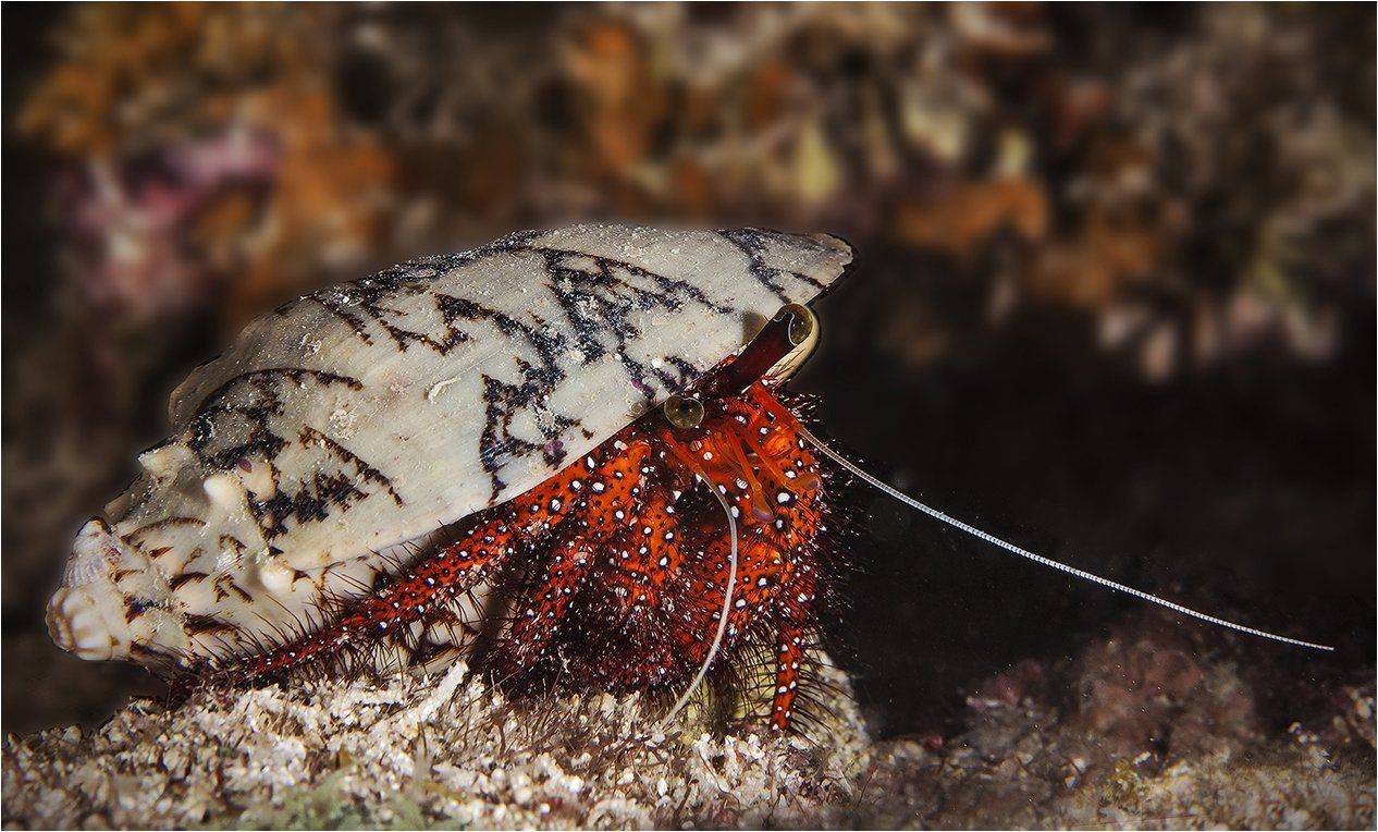 филиппины, себу, ночной дайв, макро, Сергей Гаспарян