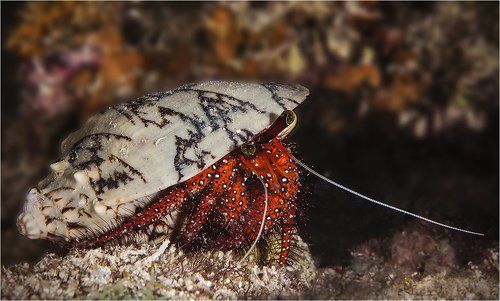 все свое ношу с собой